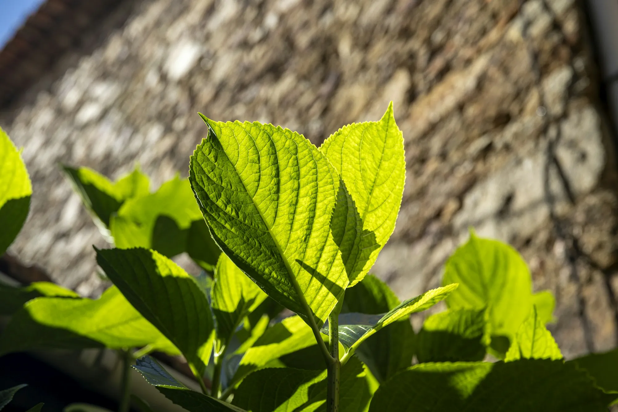 Green leaves lit from behind by afternoon sun
