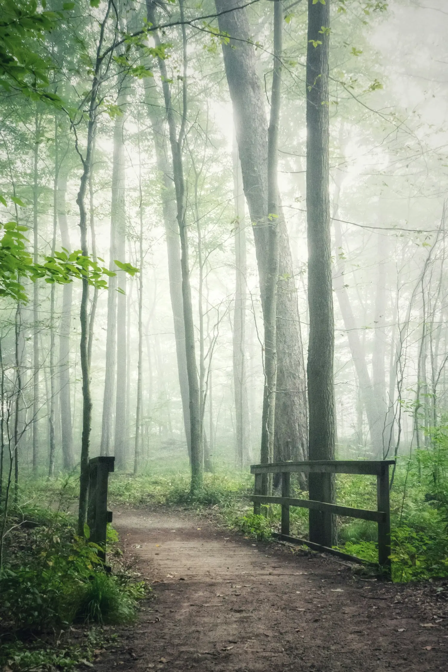 A path curving away through a quiet, misty woodland