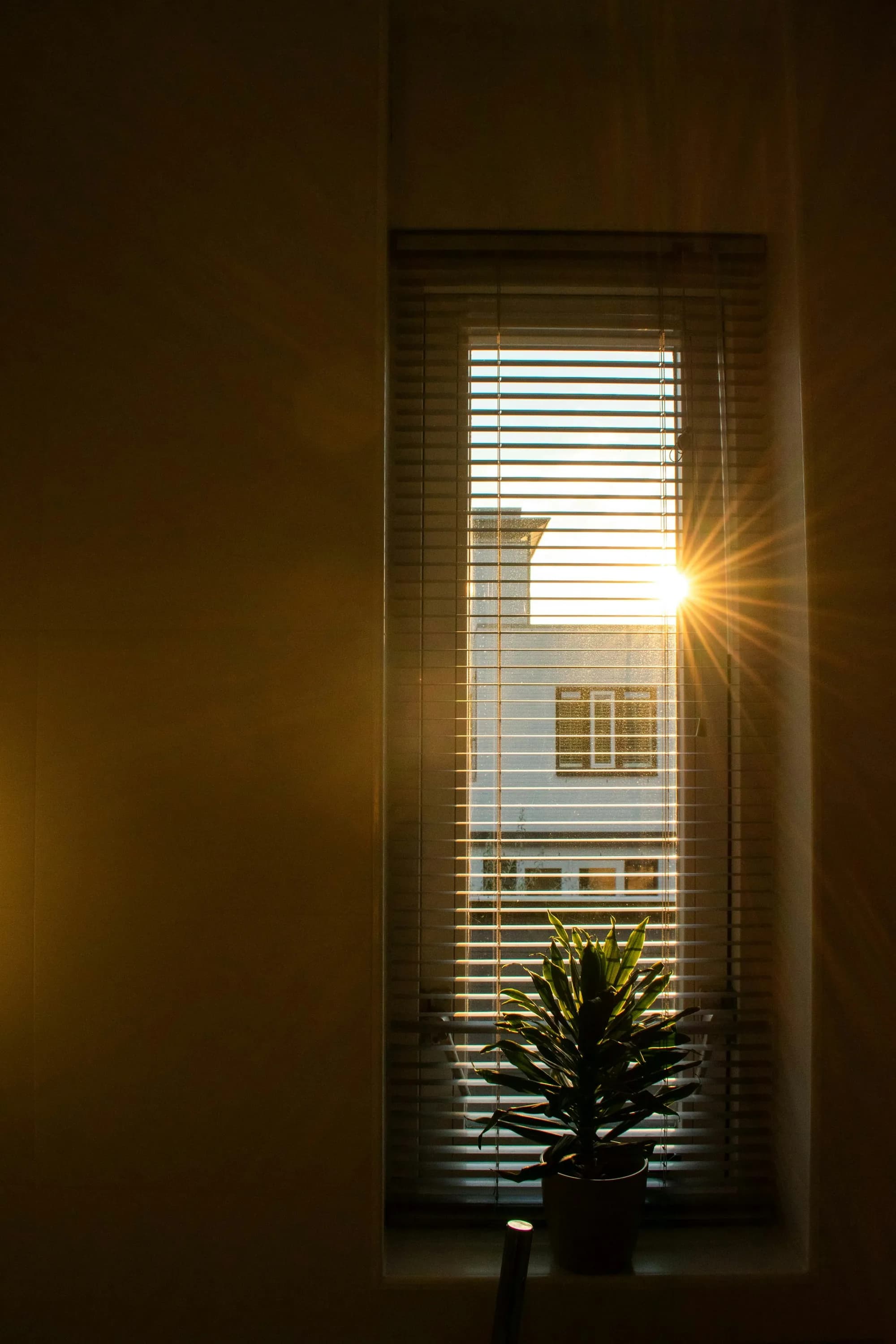 Late afternoon sunlight coming through window blinds onto a small potted plant